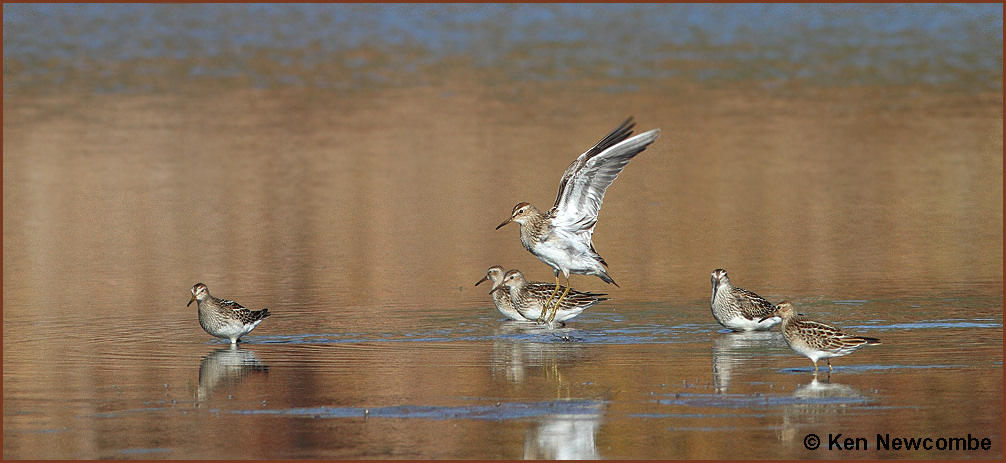 Pectoral Sandpipers